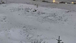 Aç kalan kurtlar yerleşim yerine yaklaştı