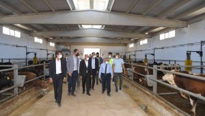 Başkan Büyükkılıç: "Beydeğirmeni'nde besicilere büyük fırsat"