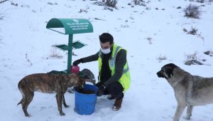 Talas'ta sokak hayvanlarına yardım eli