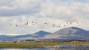 Flamingolar Hürmetçi Sazlığı'nda