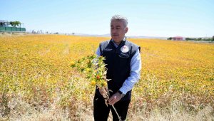 Kayseri aspir merkezi oldu