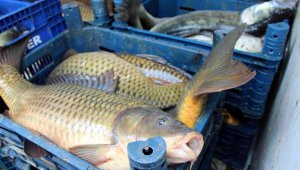 Kayseri'de 2 buçuk ton kaçak balık ele geçirildi