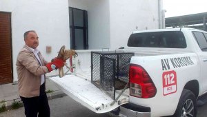 Yaralı saksağan ve şahin tedavi altına alındı