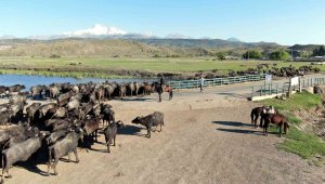 Afrika değil Kayseri