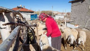 Büyükşehir, 3 bin 200 küçükbaş hayvan dağıtımına başlıyor