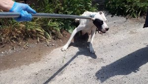 12 pitbul cinsi köpek bulundu