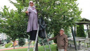 Belediye ağacını dikti, vatandaşlar ücretsiz ıhlamura ulaştı