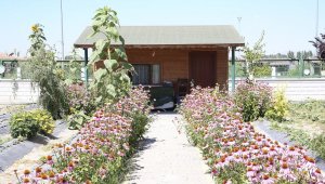 Büyükşehir'in 'Doğal Ürünler Bahçesi Pazarı' açılıyor