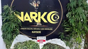 Evinde Hint keneviri yetiştirip satan şahıs yakalandı
