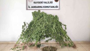 Jandarmadan uyuşturucu operasyonu