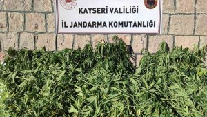Kayseri'de bin 125 kök kenevir ele geçirildi