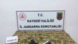 Kenevir yetiştiren şahıslara gözaltı