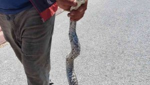 Piknik alanındaki yılanı eliyle yakaladı