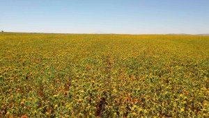 Büyükşehir'den buğday ve nohutun ardından aspir hasadı
