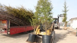 Kocasinan Belediyesi ağaçlandırma sezonuna hazır