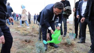 Erciyes lavantayla renkleniyor