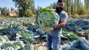 Organik lahanaya ilgi büyük
