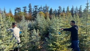 Büyükşehir, topladığı 1 ton tohumu yeniden toprakla buluşturdu