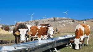 Başkan Büyükkılıç'tan Tarım ve Hayvancılığa 100 Milyon TL'nin Üzerinde Yatırım