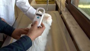 Kayseri'de 5 bin 512 evcil hayvana çip takıldı