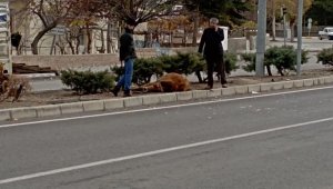 Sahibinin elinden kaçan büyükbaş hayvana otomobil çarptı