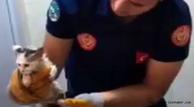 Tuvalete sıkışan kedi kurtarıldı