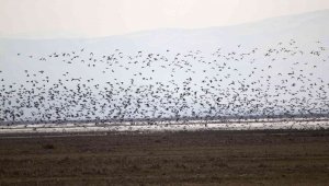 2023 Yılı Kış Ortası Su Kuşu Sayımları Tamamlandı