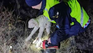 Jandarma kaybolan 45 küçükbaş hayvanı buldu