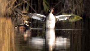 Kuş Cenneti Sultan Sazlığı kendine hayran bırakıyor