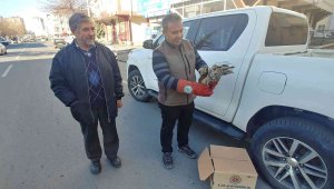 Yaralı baykuş tedavi altına alındı