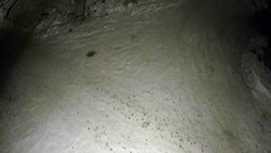 Aç kurt ilçe merkezine indi, yiyecek aradı