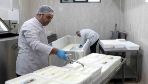 KAYÜ bağışçılardan temin ettiği sütü peynir yaparak depremzedelere gönderdi