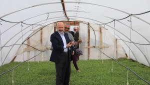 Kocasinan Belediyesi domates fidesi alacak