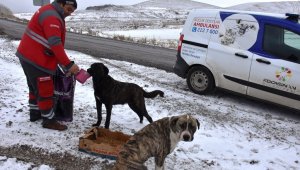 Kocasinan'dan Soğuk Havada Sokak Hayvanları İçin Yemleme Çalışması