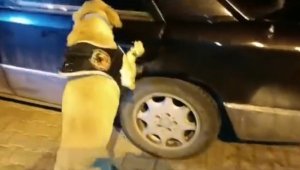 Uyuşturucu tacirleri 'Jack'in hassas burnundan kaçamadı: 8,5 kilo uyuşturucu ele geçirildi