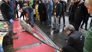 3,5 metrelik yasaklı köpek balığının satışına ceza