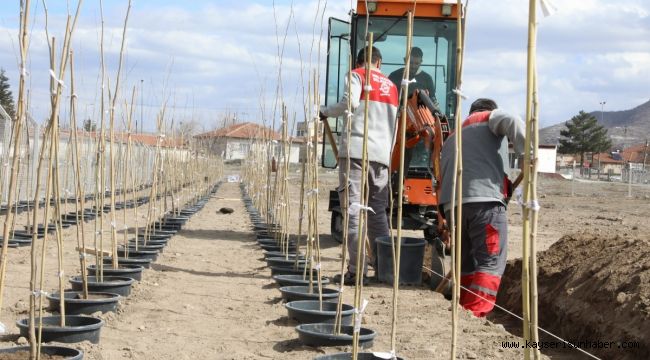 4 bin 500 Adet çınar fidanı Melikgazi'ye ağaç olacak