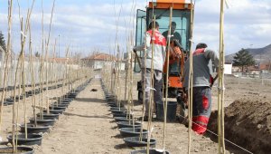 4 bin 500 Adet çınar fidanı Melikgazi'ye ağaç olacak