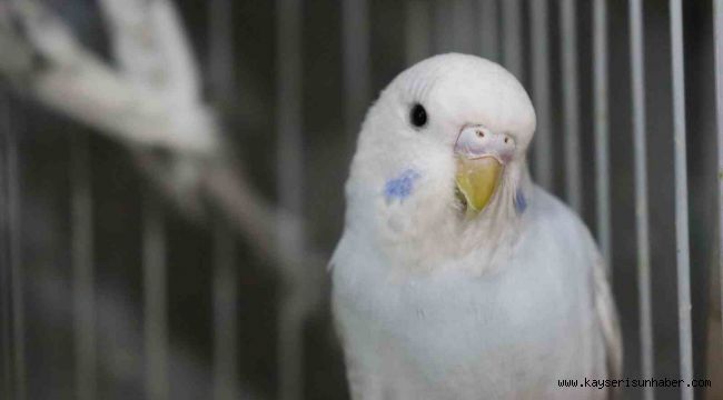 Depremden sonra muhabbet kuşlarının satışı patladı