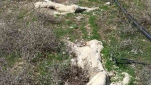 Kayseri'de ayakları bağlı 2 köpek ölüsü bulundu