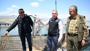 Denizi olmayan Kayseri'de Türk somonu hasadı başladı