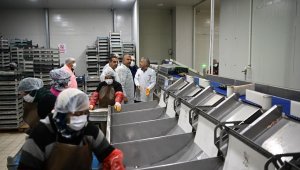 Kayseri'deki tesiste günlük 60 ton balık işleniyor