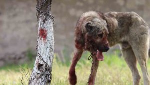 Sokak köpeği dehşet saçtı: Önce çocuğu ısırdı, sonra bir başka köpeği boğdu