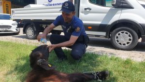 Yaralı kurbanlığa polis şefkati