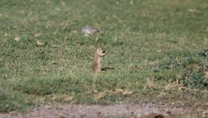 Havalar ısındı sincaplar ortaya çıktı
