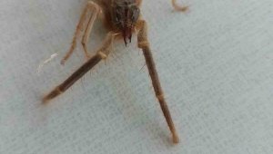 Havaların ısınmasıyla Sarıkız Örümceği Ortaya Çıktı