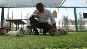 Kocasinan'dan sıcak bir yuva; 'küçük dostlar kedi kasabası'