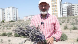 Başkan Çolakbayrakdar: "Şehri renklendiren lavanta bahçesinin sayısını artıracağız"