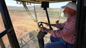 Başkan Çolakbayrakdar, ekimini yaptığı aspirin hasadını da kendisi yaptı