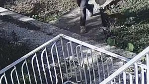 Bağ faresi serbest bırakıldı